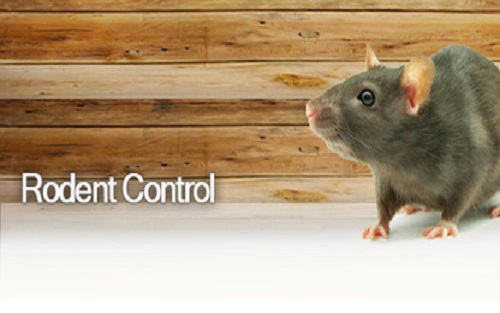 Rodent Pest Control